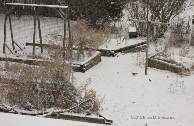 garden and bird feeders in a snowstorm