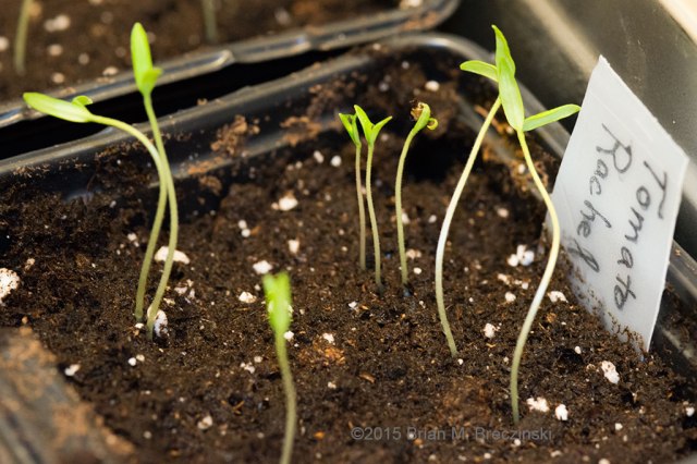 tomato 'Rachel' seedlings