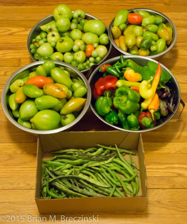 lots of green tomatoes, peppers, eggplant, and beans
